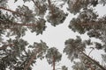 Snowy treetops in the forest