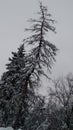 Snowy treetops on the mountai