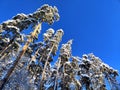 Snowy treetops of scots pines in special perspective skyward with cloudless dark blue sky background