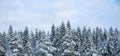 Snowy treetops and sky with cirrus clouds on sunny frosty day. Beautiful landscape of winter forest