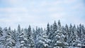 Snowy treetops and sky with cirrus clouds on sunny frosty day. Beautiful landscape of winter forest