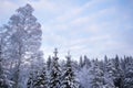 Snowy treetops and sky with cirrus clouds on sunny frosty day. Beautiful landscape of winter forest