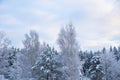 Snowy treetops and sky with cirrus clouds on sunny frosty day. Beautiful landscape of winter forest