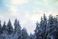 Snowy treetops and sky with cirrus clouds on sunny frosty day. Beautiful landscape of winter forest