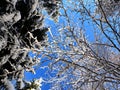 Snowy treetops in special perspective skyward with cloudless dark blue sky background