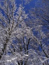 Snowy trunks in winter forest