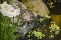 Snowy turtles bask in the sun lying on the stones Royalty Free Stock Photo