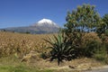 Snowy volcano corn and agave in the foreground Royalty Free Stock Photo