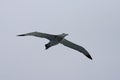 Snowy (Wandering) albatross, Grote Albatros, Diomedea (exulans)