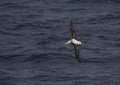 Snowy (Wandering) albatross, Grote Albatros, Diomedea (exulans)
