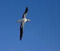 Snowy (Wandering) Albatross, Grote Albatros, Diomedea (exulans)