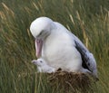 Snowy (Wandering) Albatross, Grote Albatros, Diomedea (exulans)