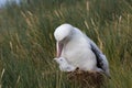 Snowy (Wandering) albatross, Grote Albatros, Diomedea (exulans)