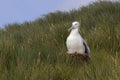 Snowy (Wandering) albatross, Grote Albatros, Diomedea (exulans)