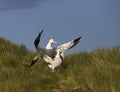 Snowy (Wandering) Albatross, Grote Albatros, Diomedea (exulans)