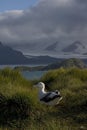 Snowy (Wandering) Albatross, Grote Albatros, Diomedea (exulans)