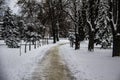 A snowy way. A road in the trees. Amazing winter in the dark day. A snowy trees, footsteps in snow Royalty Free Stock Photo