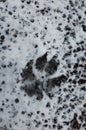 Snowy weather. Dog footprint in the snow in cold weather, top view. Film grain photo. Royalty Free Stock Photo