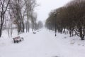 Snowy white background with an alley in the grove. The path among the winter trees with hoarfrost during a snowfall. Snow fall. Royalty Free Stock Photo