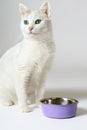 Snowy white cat with green eyes sits close to lilac bowl, standing on the floor.