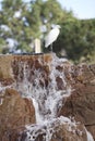 Snowy white egret