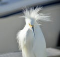 Snowy White Egret