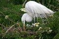 Snowy white Egret