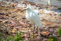 Snowy White Egret with Back to the Wind