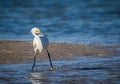 Snowy white egret fishing in the shallow surf Royalty Free Stock Photo