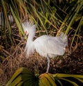 Snowy white egret fluffs up her feathers in breeding season