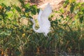 Snowy White Egret Flying Royalty Free Stock Photo