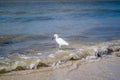 A Snowy White Egret in Fort Myers, Florida Royalty Free Stock Photo