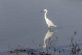 Snowy Egret Royalty Free Stock Photo