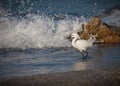Snowy white egret hunts for food in surf
