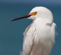 Snowy white egret looks left