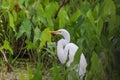 Snowy white Egret in marsh Royalty Free Stock Photo