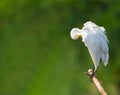 Snowy white egret Royalty Free Stock Photo