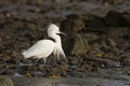 Snowy white egret