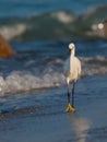 Snowy white egret walks on shoreline