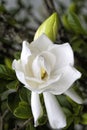 Snowy White Gardenia Blossom - Gardenia jasminoides