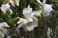 Snowy White Gardenia Blossom - Gardenia jasminoides