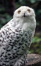 Snowy white owl Royalty Free Stock Photo