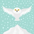 Snowy white owl. Flying bird with big wings. Yellow eyes. Arctic Polar animal collection. Royalty Free Stock Photo