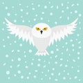 Snowy white owl. Flying bird with big wings. Yellow eyes. Royalty Free Stock Photo