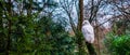 Snowy white owl sitting on a branch and turning its head