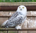 Snowy White Owl Sitting In Cage