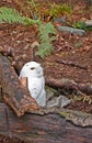 Snowy White Owl Sitting in Forest Royalty Free Stock Photo