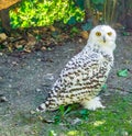 Snowy white owl standing and looking towards camera in close up Royalty Free Stock Photo