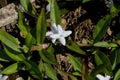 Snowy White Wildflower - Virginia buttonweed, with Waxy Green Leaves
