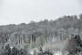 Snowy white wintry forest